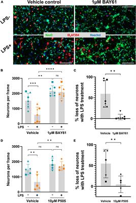 Syk inhibitors protect against microglia-mediated neuronal loss in culture